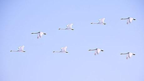 《真女神转生5》恶魔介绍：日本神话军事之神建御名方